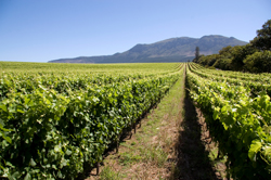Cape Town Wine
