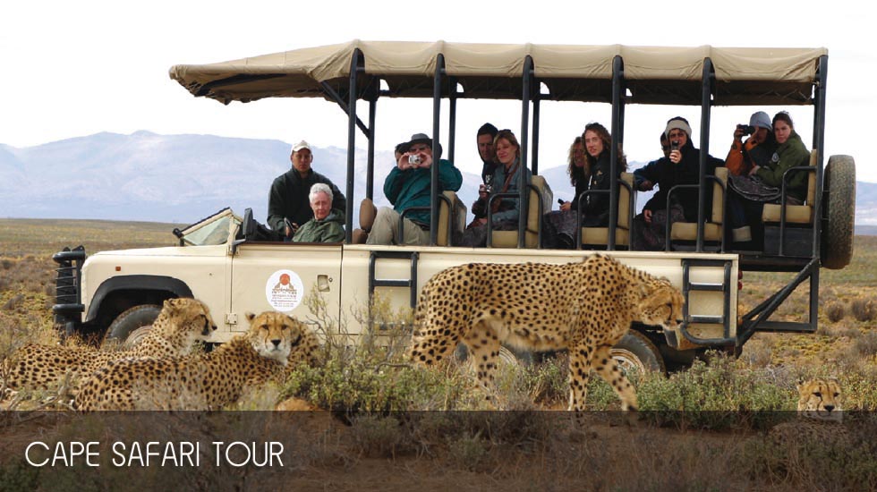 Cape Town Tours, Day Tours, Wine Tour, Safari Tours in Cape Town