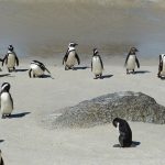 12 Fun Treats and Activities for Kids in Cape Town This Summer - Penguins