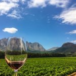 Glass of South African wine positioned in front of vineyards from the Cape Winelands.