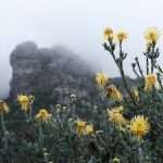 A photo of a plant in Kirstenbosch Botanical Garden - sometimes referred to as Cape Town Botanical Garden.