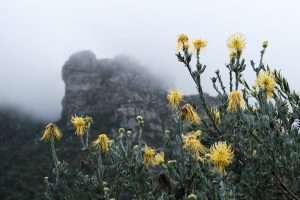 A photo of a plant in Kirstenbosch Botanical Garden - sometimes referred to as Cape Town Botanical Garden. 