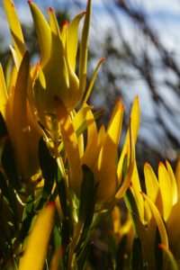 A photo of a wild flower in South Africa - Photo by Nicolene Olckers