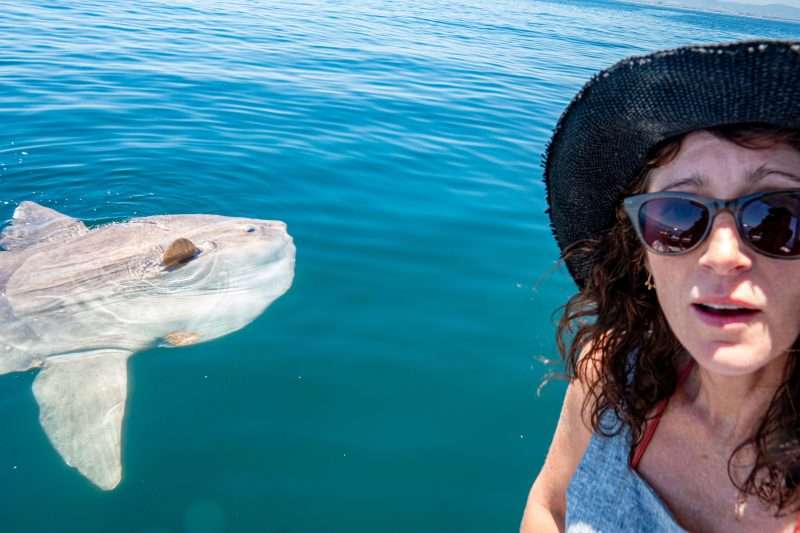 Up close with the ocean’s most peculiar giant! This incredible sunfish (Mola mola) made a surprise appearance,