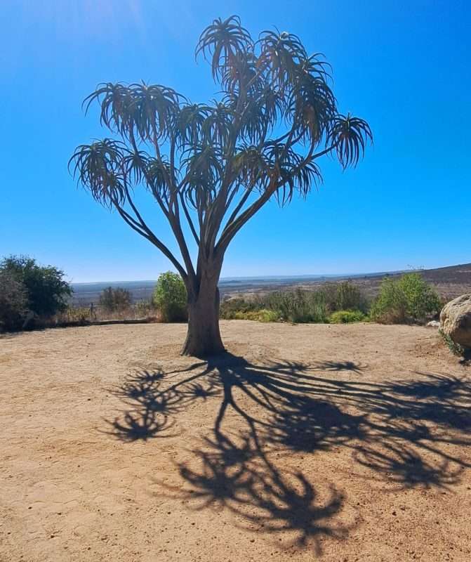 A striking quiver tree casting long shadows on the sandy ground at !Khwa ttu, set against a vast, sunlit West Coast landscape.